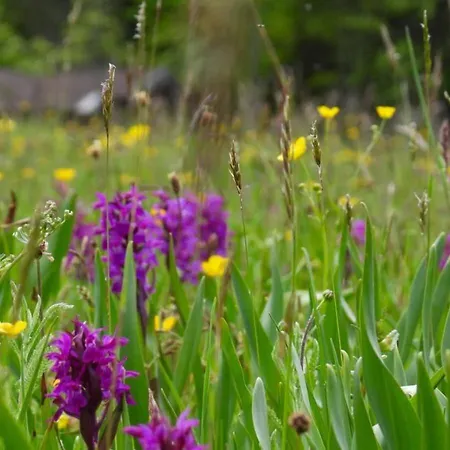 Haus An Der Sonne 2 Apartment *